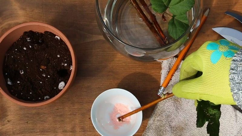 Dip The Base In Rooting Hormone For Better Results Dip The Base In Rooting Hormone For Better Results