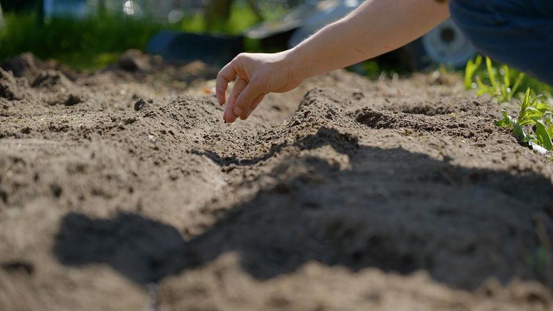 Direct Sow Seeds for Best Results Direct Sow Seeds for Best Results