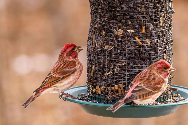 Dirty Feeders Can Make Finches Sick Dirty Feeders Can Make Finches Sick