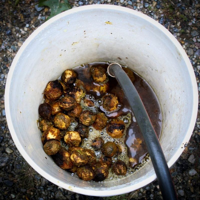 Discard Nuts That Float Discard Nuts That Float