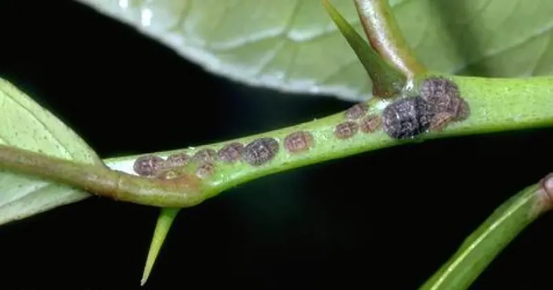 Disease And Pests Wear Plants Down Disease And Pests Wear Plants Down