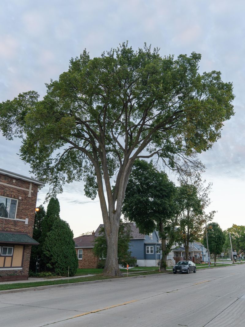 Disease-Resistant American Elm For Classic Shade Disease-Resistant American Elm For Classic Shade