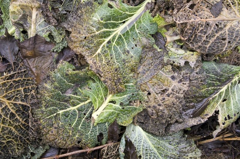 Diseased Plant Debris