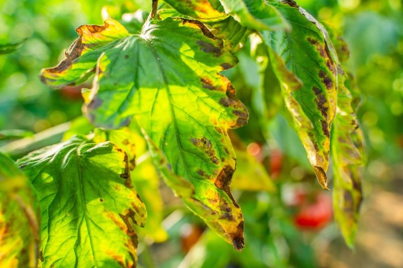 Diseased Plants From Fall Cleanup