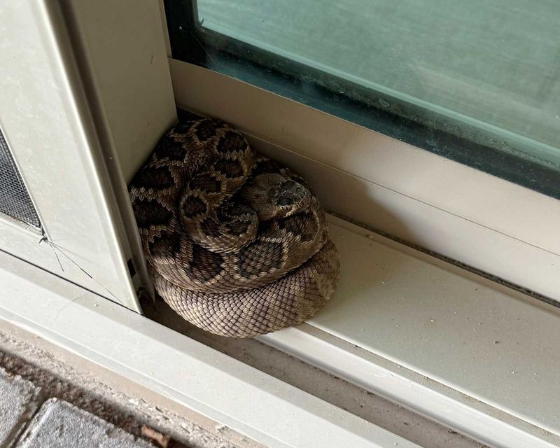 Displaced Backyard Snakes Displaced Backyard Snakes