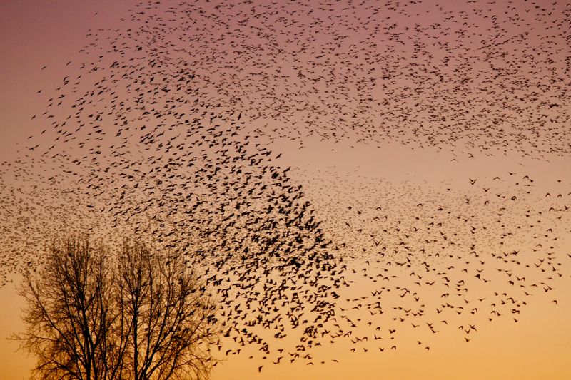 Displays Peak On Fall And Winter Evenings As Flocks Gather Near Roosts Displays Peak On Fall And Winter Evenings As Flocks Gather Near Roosts