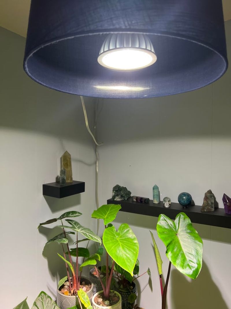 Distance Between Light Source And Leaves That Prevents Scorching Distance Between Light Source And Leaves That Prevents Scorching