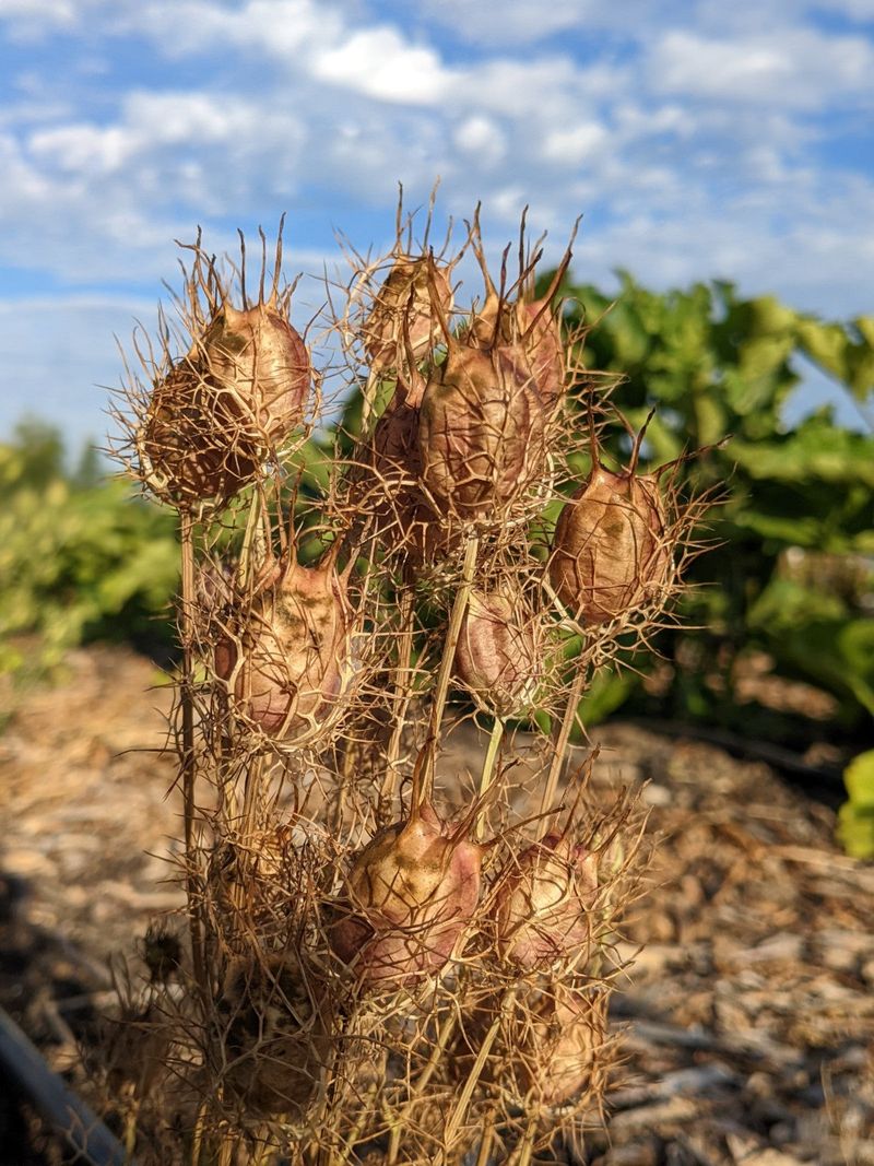 Distinctive Seed Pods Keep The Display Interesting After Flowering Distinctive Seed Pods Keep The Display Interesting After Flowering