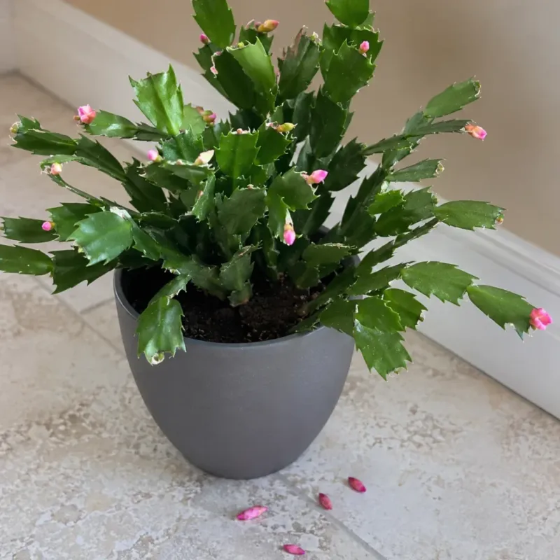 Disturbance Can Cause Buds To Drop