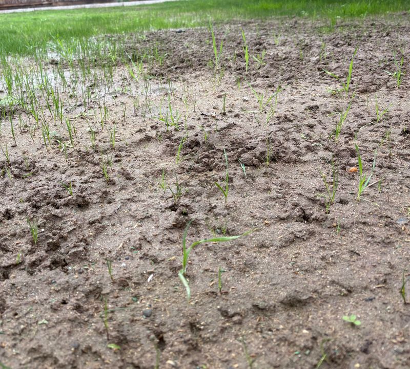 Disturbing Soil Can Trigger New Germination