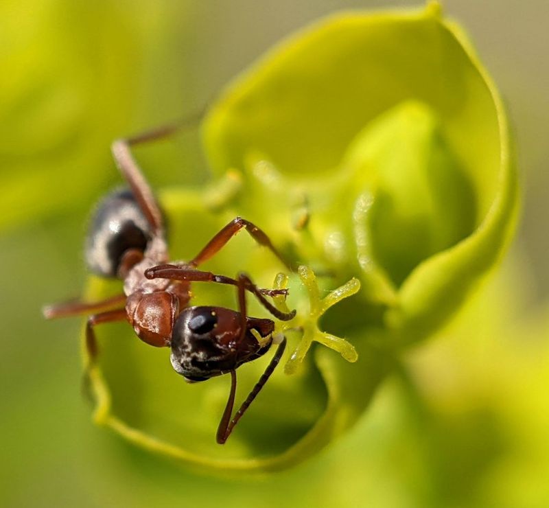 Disturbing weeds may expose stinging ants