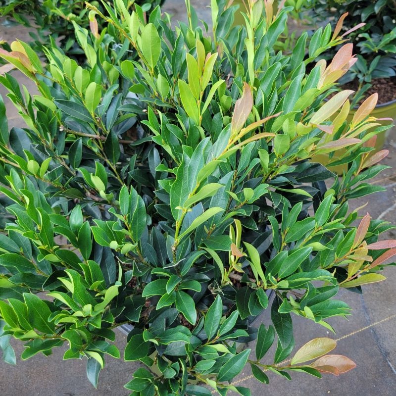 Distylium 'Blue Cascade' Distylium 'Blue Cascade'