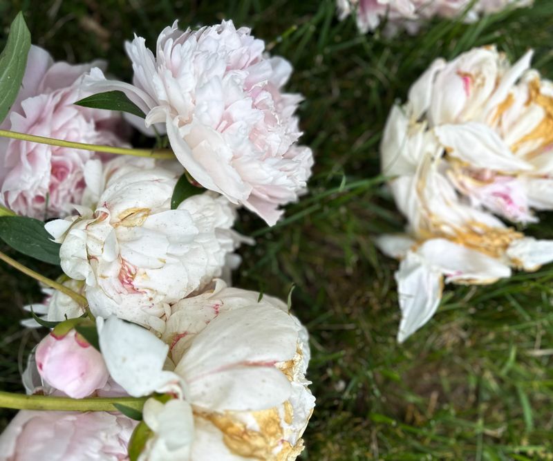 Ditch Old Peony Foliage In New York Flower Beds