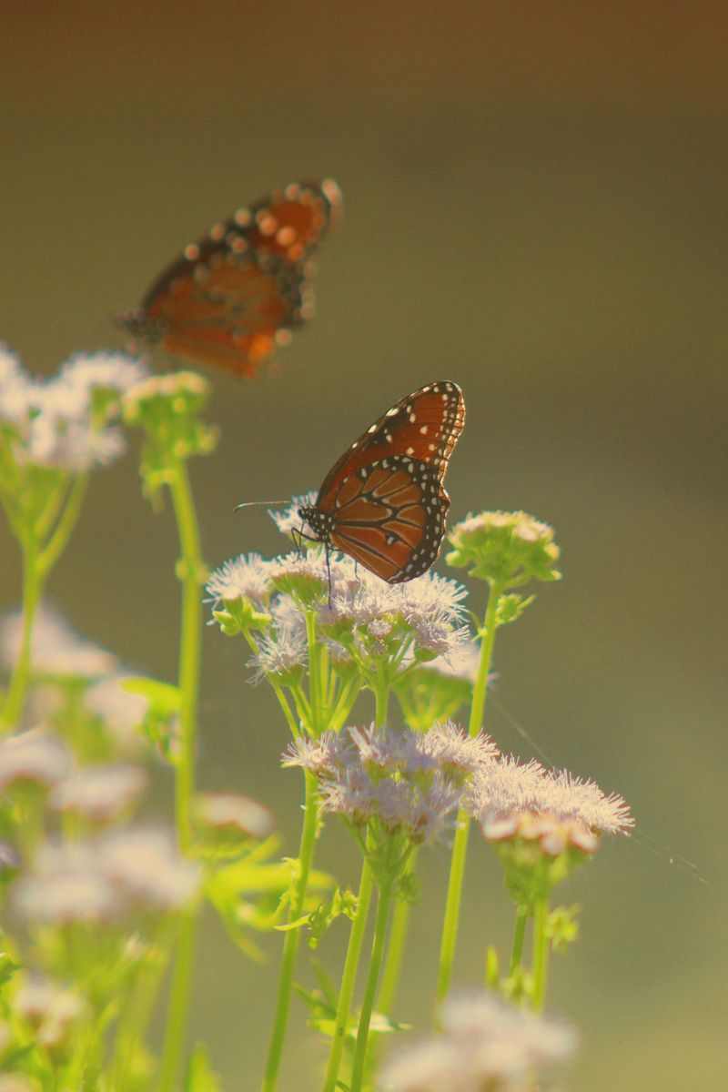 Diverse Plants Draw More Insects, And Birds Follow Diverse Plants Draw More Insects, And Birds Follow