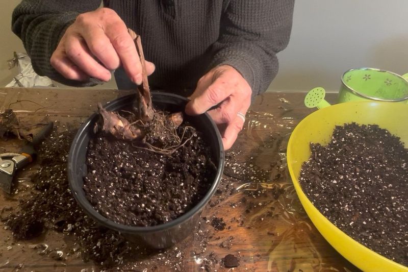 Divide And Start Them Early In Spring