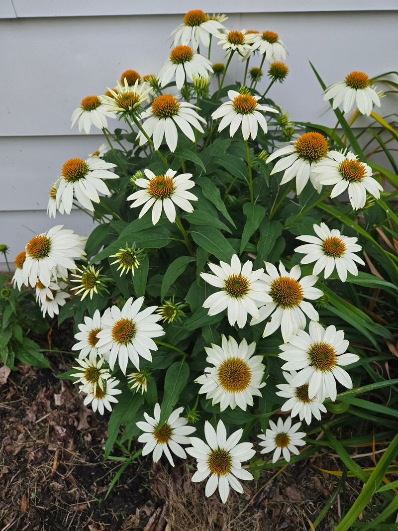 Divide Crowded Clumps In Early Fall