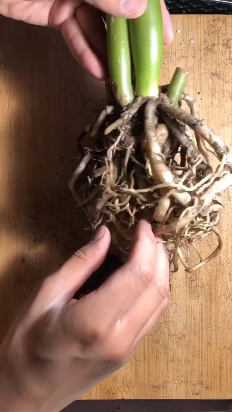 Divide Crowded Rhizomes To Create Two Plants