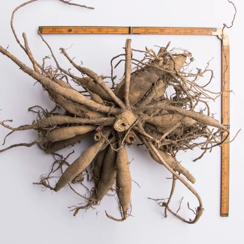 Divided Dahlia Tubers Turn One Plant Into A Spring Bonanza Divided Dahlia Tubers Turn One Plant Into A Spring Bonanza