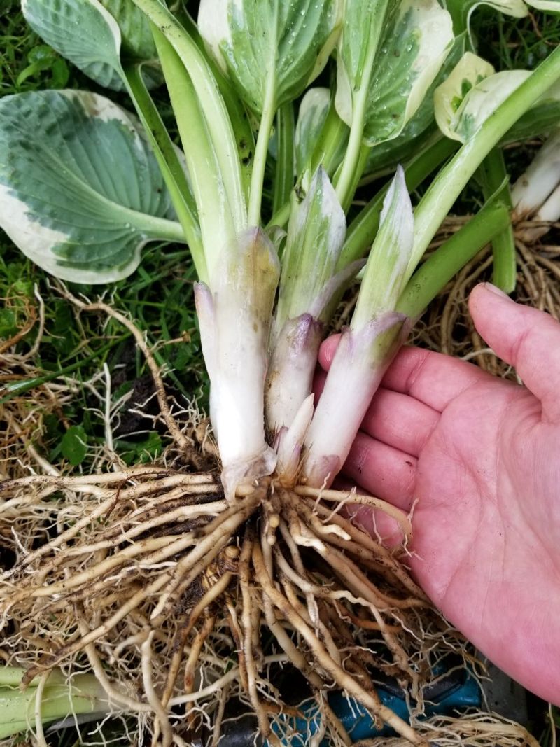 Dividing Clumps Can Wait Until New Shoots Appear In Spring