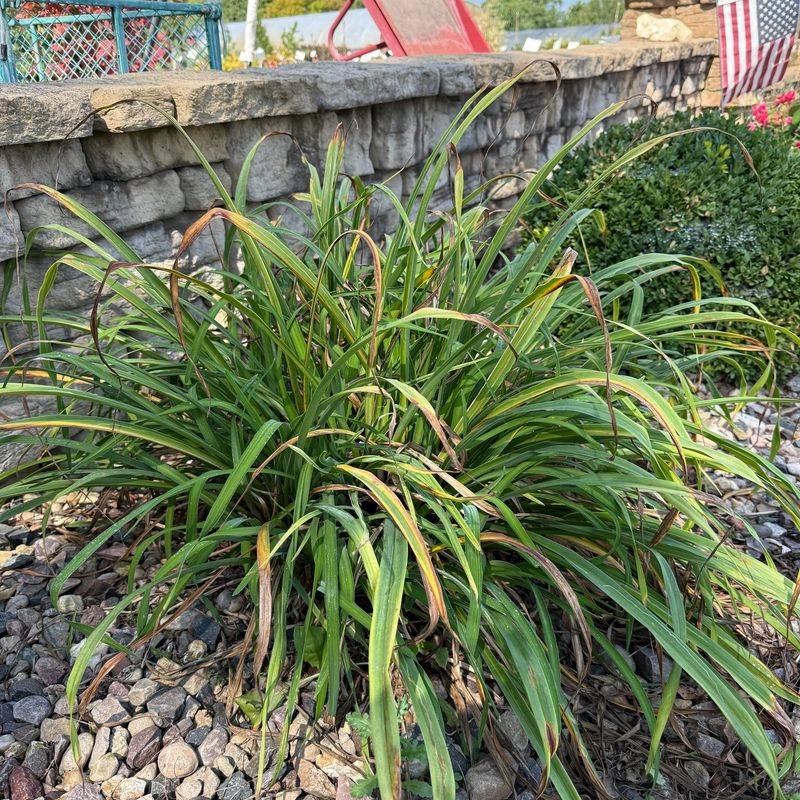 Dividing Crowded Perennials