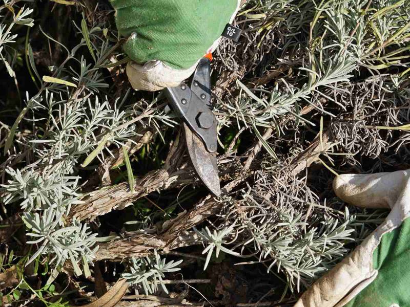 Do Main Pruning In Spring