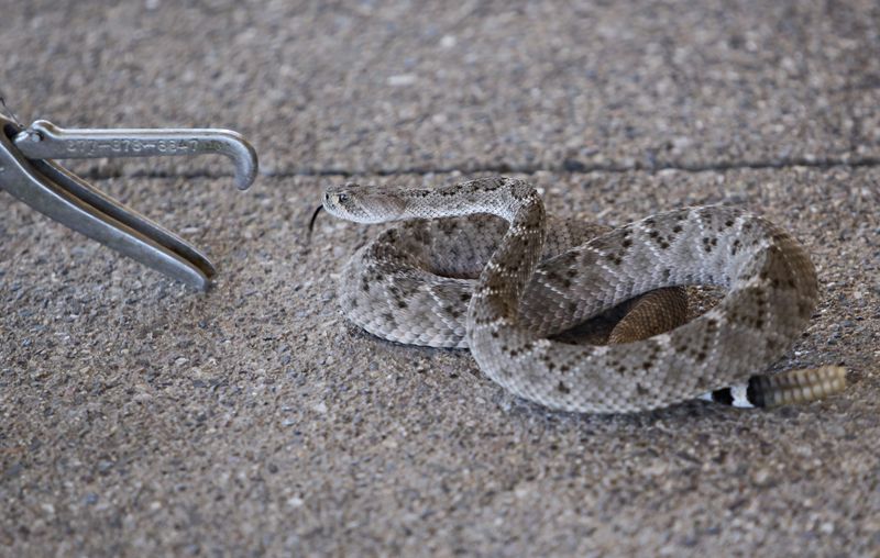 Do not identify or handle the snake Do not identify or handle the snake