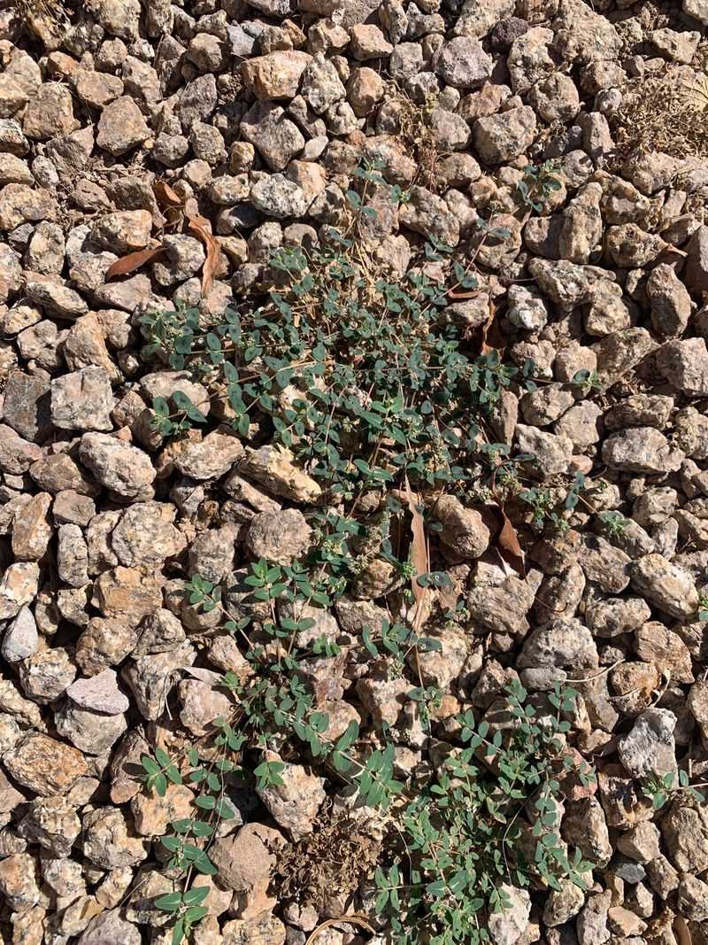 Does gravel actually make spurge grow faster? Does gravel actually make spurge grow faster?