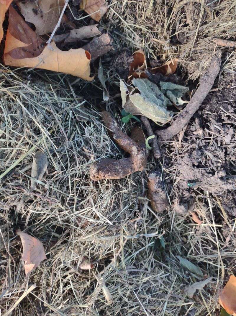 Dog And Cat Waste Dog And Cat Waste