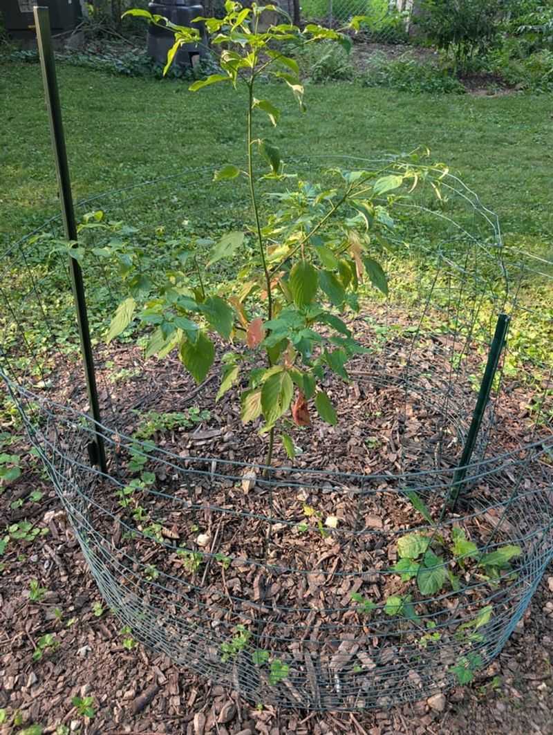 Dogwood Roots Stay Shallow And Thirsty Dogwood Roots Stay Shallow And Thirsty