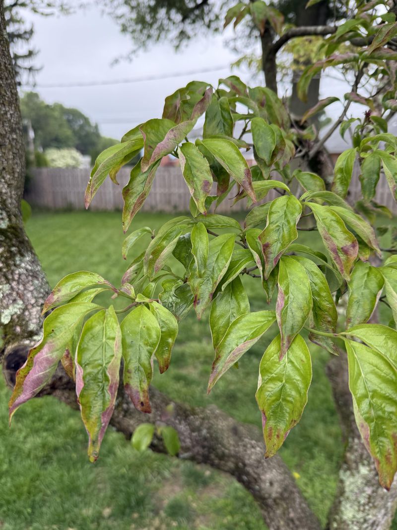 Dogwoods And Redbuds Feel Drought Faster Than Most Dogwoods And Redbuds Feel Drought Faster Than Most
