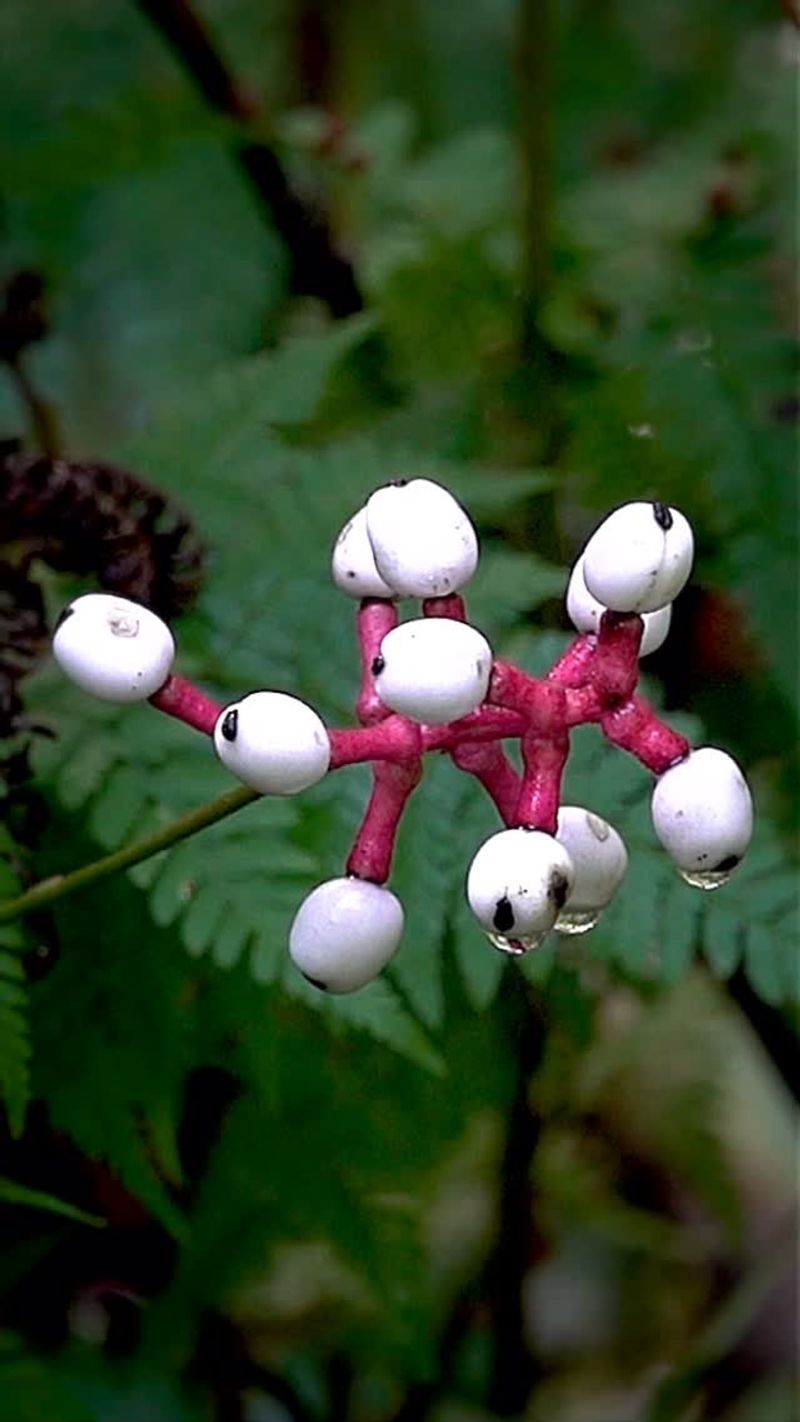 Doll’s Eyes Berries Stare Back From The Shade Doll’s Eyes Berries Stare Back From The Shade