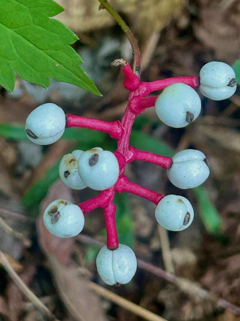 Doll's Eyes Has Eerie Eyeball Berries