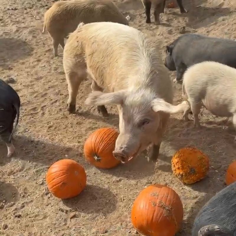 Donate Fresh Pumpkins To Pigs And Goats