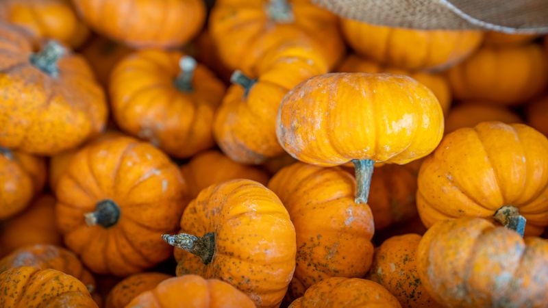 Donate Plain Pumpkins To Hungry Farm Pigs And Chickens