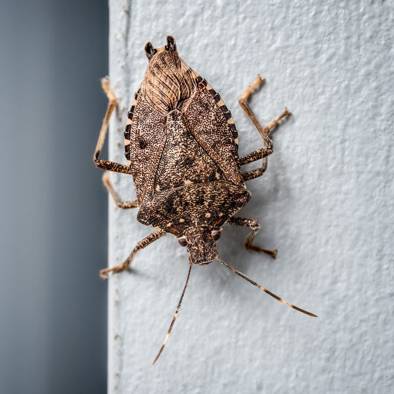 Don’t Bother With Indoor Insecticides