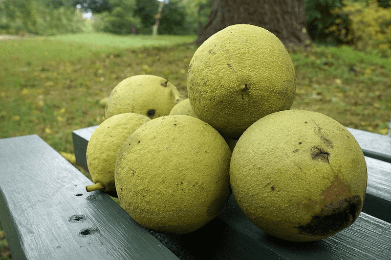 Don’t Compost Large Amounts Of Hulls