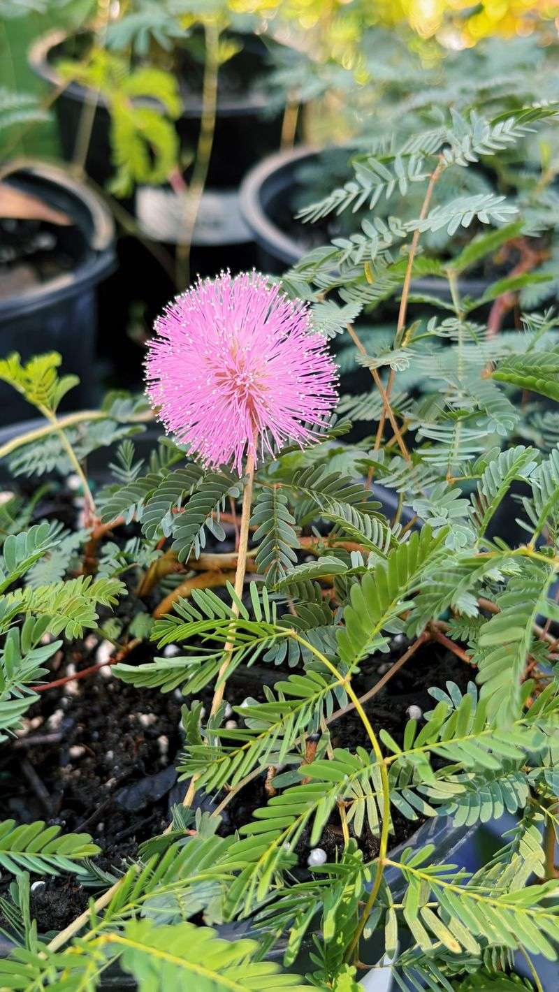 Don't Confuse It With Native Sunshine Mimosa Don't Confuse It With Native Sunshine Mimosa