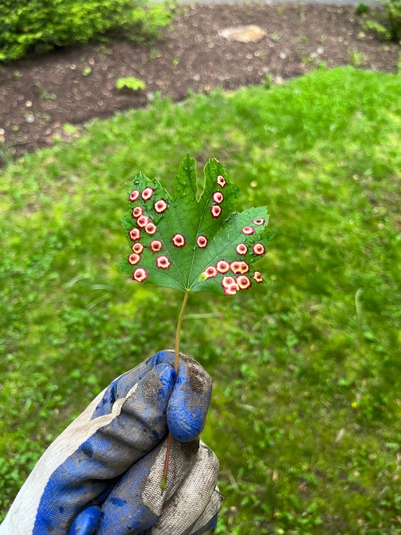 Don't Confuse Midge Spots With Other Leaf Problems Don't Confuse Midge Spots With Other Leaf Problems