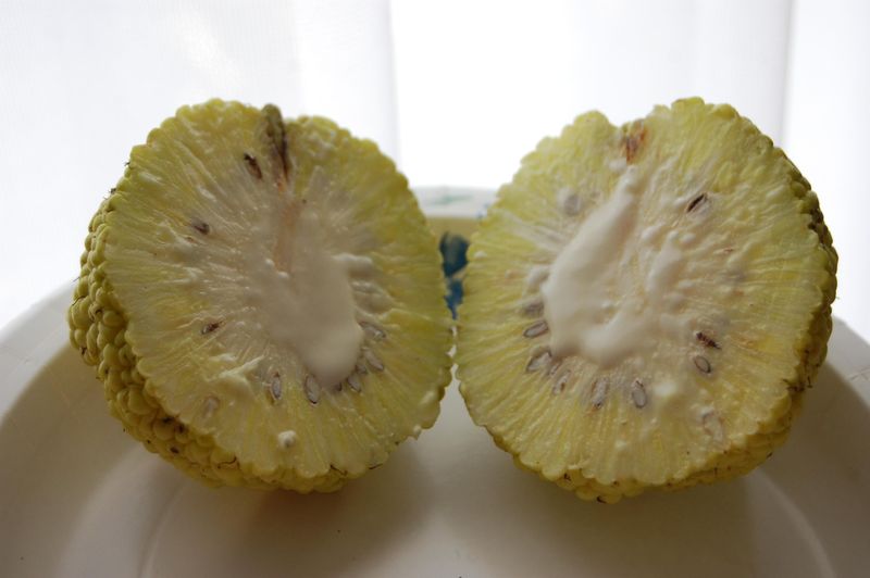 Don’t Eat Them, Because The Fruit Is Inedible Don’t Eat Them, Because The Fruit Is Inedible