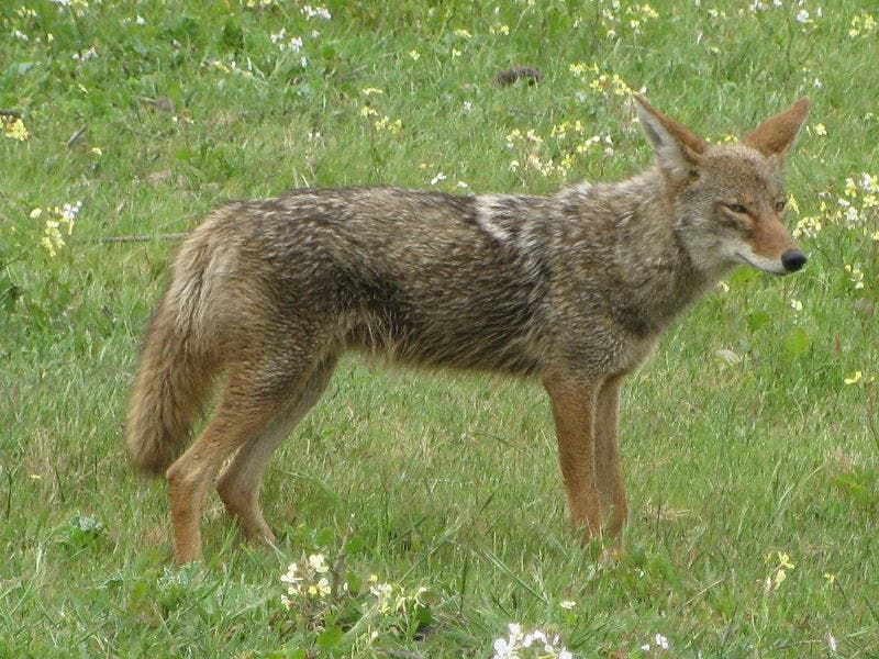 Don't Feed Coyotes, Even By Accident