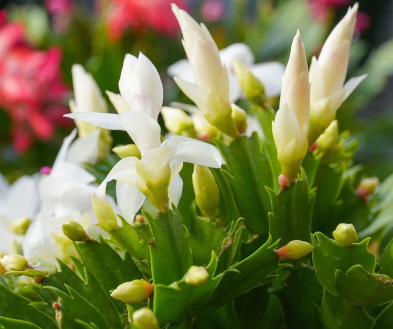 Don't Feed While It's Blooming Don't Feed While It's Blooming
