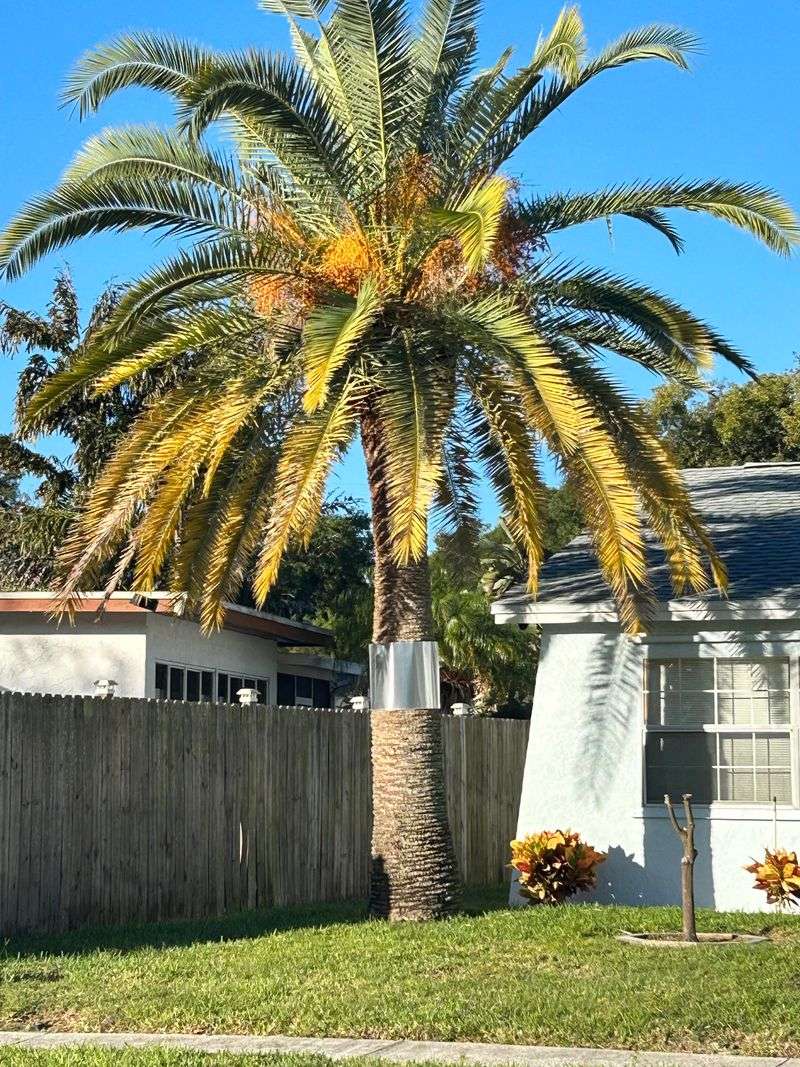 Don’t Forget Utility Lines And Fence Tops