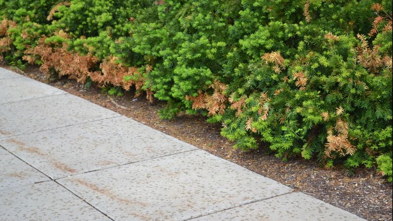 Don’t Give Up On Plants That Look Hopeless Just Yet Don’t Give Up On Plants That Look Hopeless Just Yet
