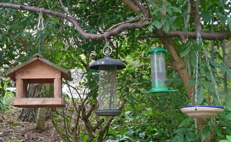 Don't Leave Bird Feeders Spilling Seed