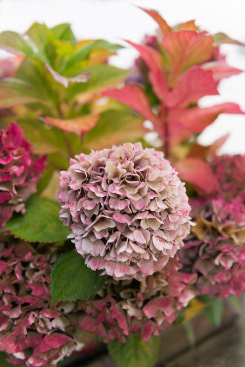 Don't Let Hydrangeas Go Into Winter Dry Don't Let Hydrangeas Go Into Winter Dry