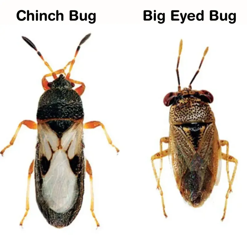 Don’t Mistake Big-Eyed Bugs For The Culprits