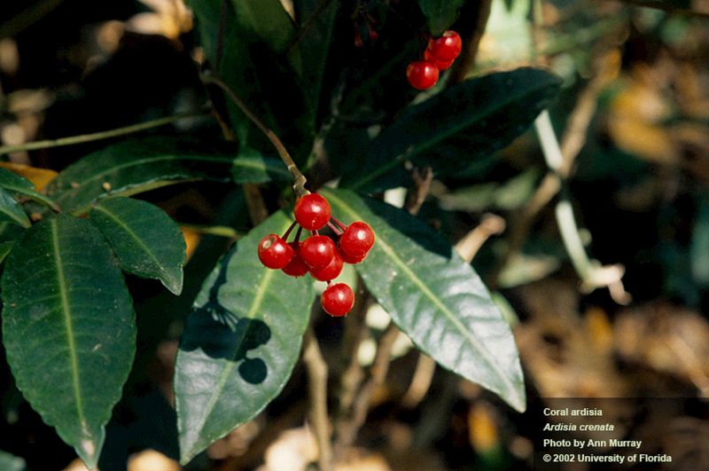 Don't Mistake It For Invasive Coral Ardisia Don't Mistake It For Invasive Coral Ardisia