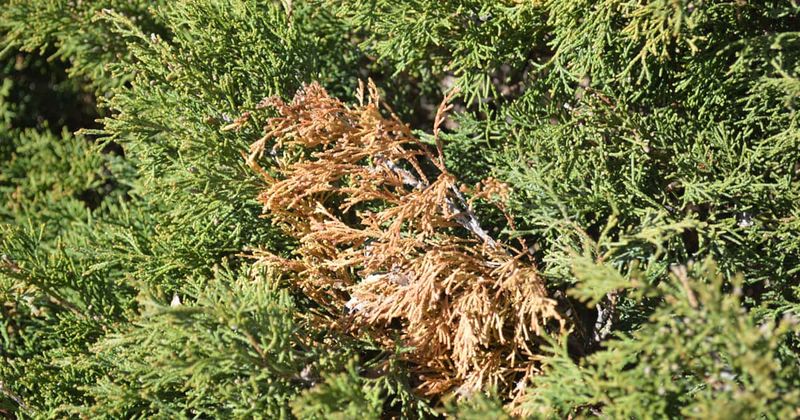 Don’t Prune Frost-Nipped Shrub Tips Yet