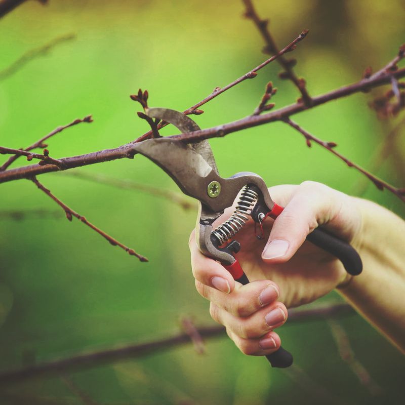 Don't Prune Texas Redbuds In Fall Don't Prune Texas Redbuds In Fall
