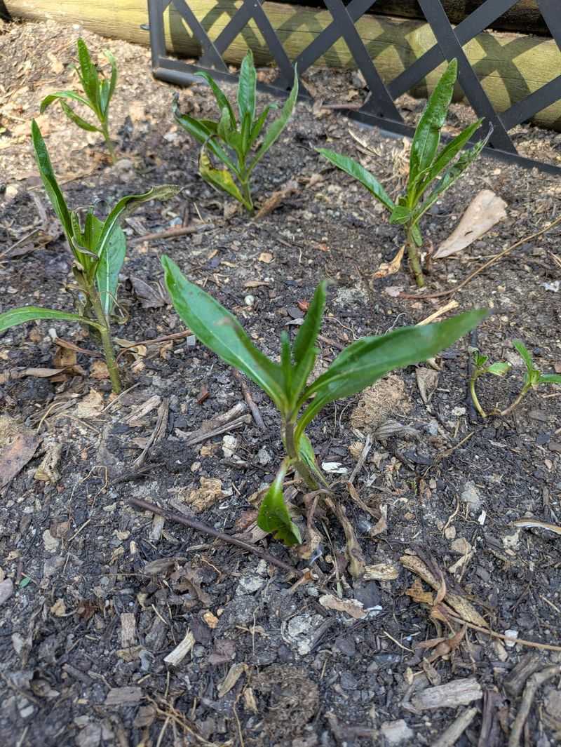 Don't Root Cuttings Or Divide Banned Plants Don't Root Cuttings Or Divide Banned Plants